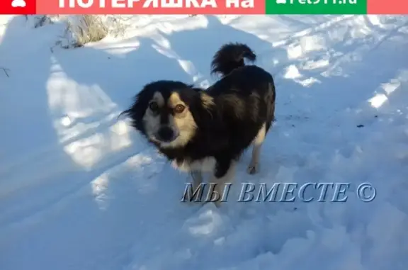 Пропала собака на ул. Ржевской, Торжок