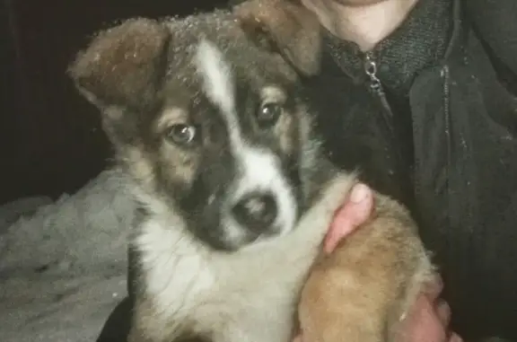 Собаки потеряшки, деревня Чернигово, фото: Потеряшка собака в Тверской области, помогите найти!