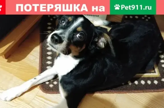 Найдена собака возле перекрестка Кузоваткина-Северная в Нижневартовске