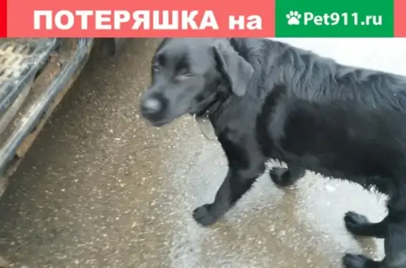 Найден пес на Тургайской, Н. Новгород, тел. для связи
