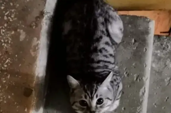 Найден серый кот на Уральской