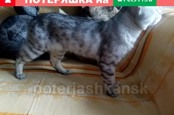 Найдена кошка на ул. Петухова, Кировский район