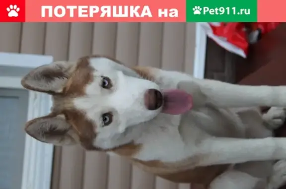 Пропала собака Сибирская Хаски на улице Кронштадтская, 53