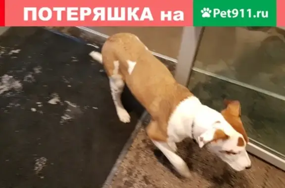 Найден пёсик на Татищева 52а в Екатеринбурге