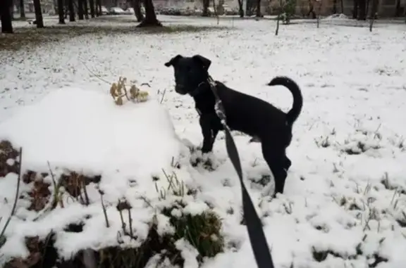 Собаки потеряшки, Кострома, фото: Потеряшка собака в Костроме, помогите репостами!