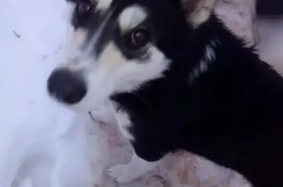 Найдена собака возле 15 гимназии в Костроме