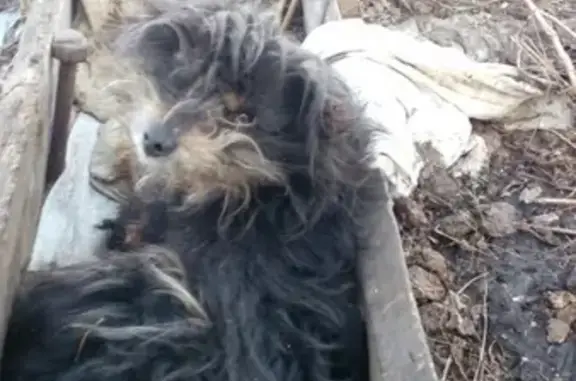 Найдена раненая собачка в Липецке