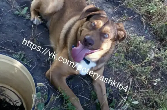 Пропала собака Кобель в Саратове, 2-й Детский проезд
