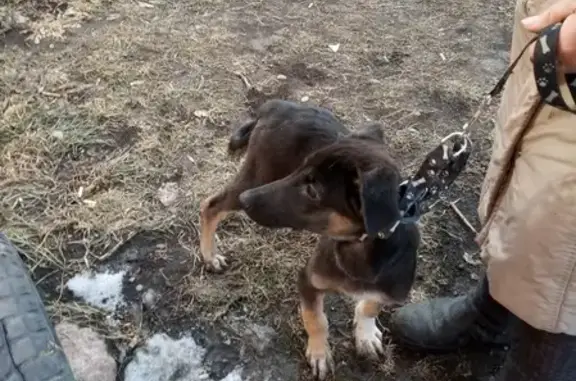 Найдена собака на ул. Малиновского 1 в Красноярске