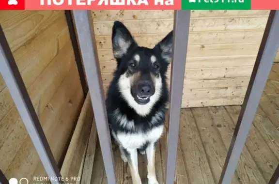 Найдена собака в Сергиевом Посаде, ищем владельца