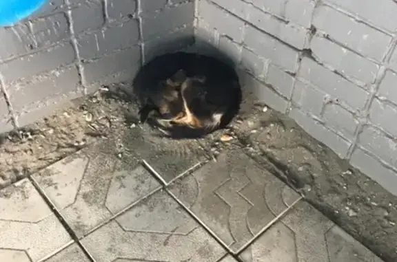 Найдена собака у школы в Бийске