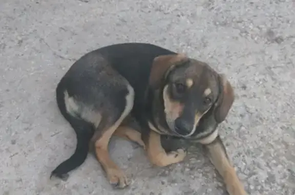 Пропала собака в деревне Горки, Ленинский район, Московская обл.