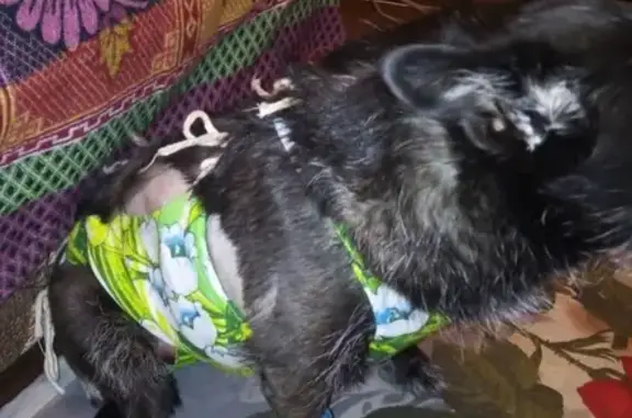 Пропала собака в Барнауле, район Ипподрома - Юля, черная дворняжка.