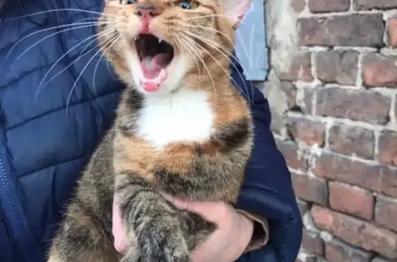 Найдена кошка на улице Одоевского