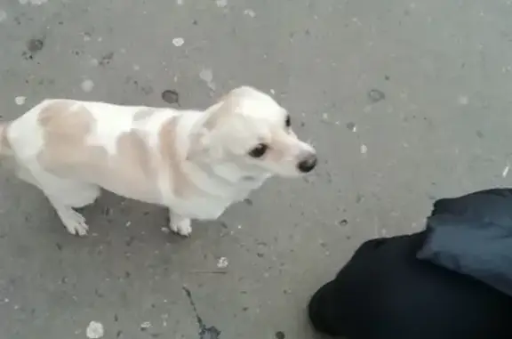Найдена маленькая белая собачка в Орехово-Зуево