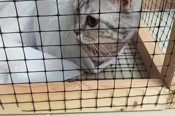 Найдена британская кошка на ул. Кирова, Краснодар