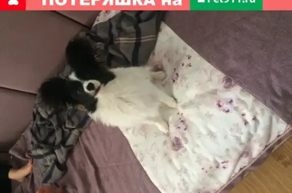 Пропала собака Йода на ул. Максима Пассара, Волгоград
