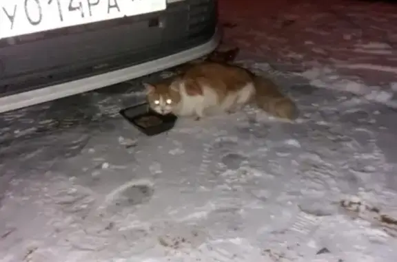 Пропала кошка с ошейником на Гражданском пр. 72-78