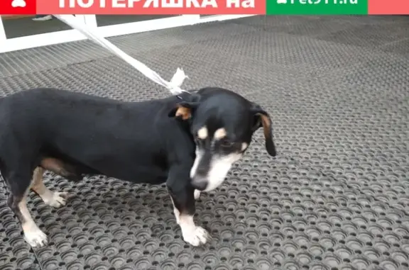 Найдена собака на Восточно-Кругликовской улице.