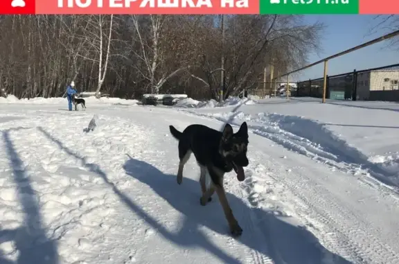 Пропала собака Тори на Кузнечной улице в Челябинске