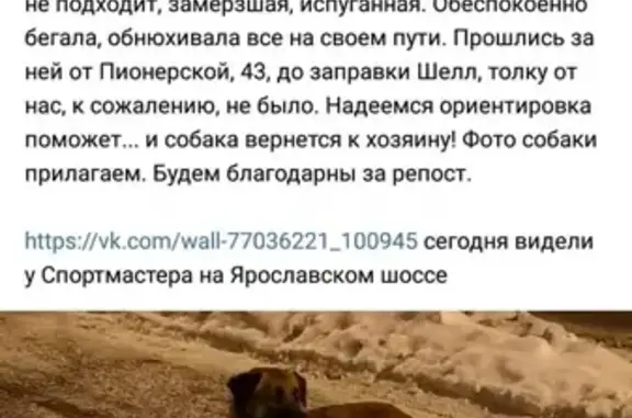 Найдена собака с ошейником на Ярославском шоссе