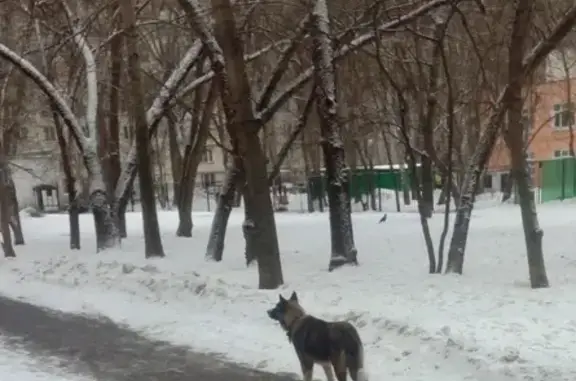 Найдена собака у метро Планерная, ул. Фомичёвой, 14к3