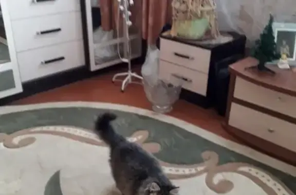 Пропала сибирская кошка в Иркутской области