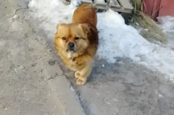 Собака найдена на улице Дружининская, 7А (Курск)