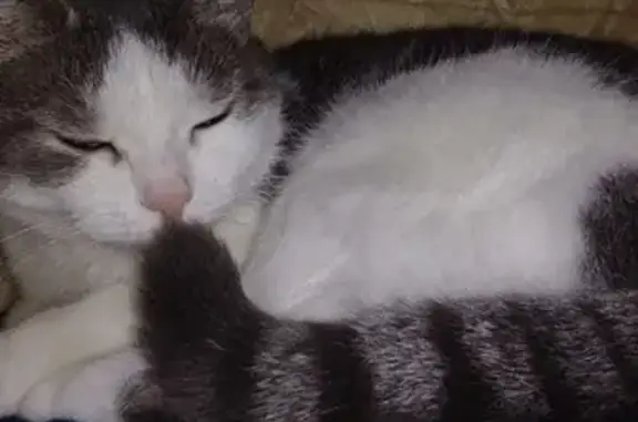 Пропала кошка Мотя на Загородной 6а в Вычегодском