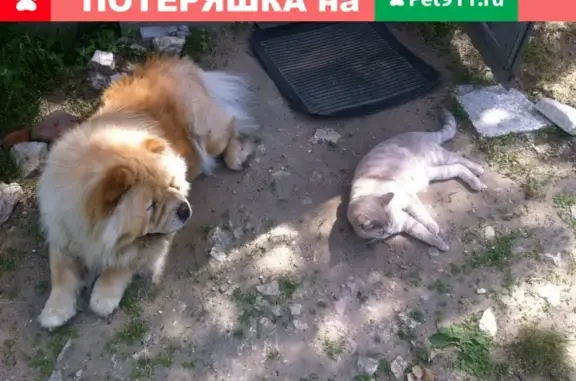 Пропала собака в Коврове, возраст 9 лет, кличка Дея