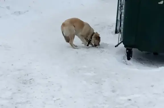 Найдена собака на улице 9 Января, Кемерово