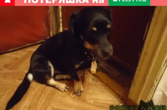 Пропала собака на перекрестке К-Мяготина Красина, нужна помощь!