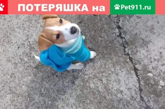 Пропала собака Нори в п. Гайдук, ул. Восточная-Суворова