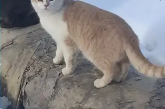 Кошки потеряшки, Курган, фото: Потеряшка кошка в Рябково, Курган