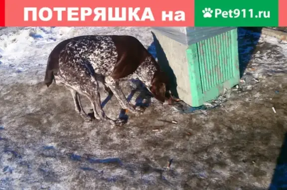 Найдена породистая собака у Магнита на Чехова