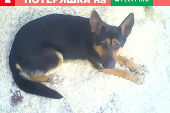 Найдена собака в Ульяновске (пос. Рыбацкий), ищет хозяина.