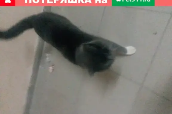 Найден серый кот без глаза на ул. Чернышевского 68а