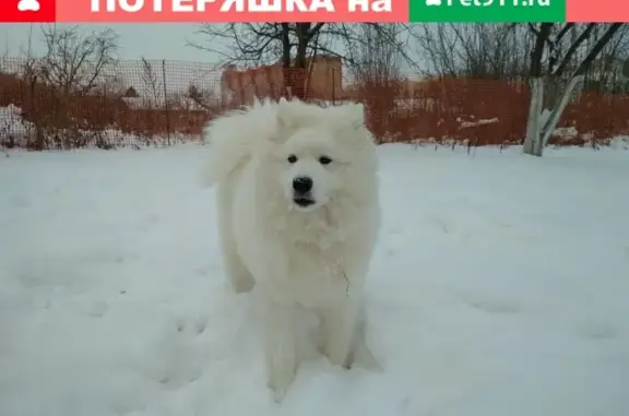 Пропал щенок Вайс на 2-й Азинской улице в Казани