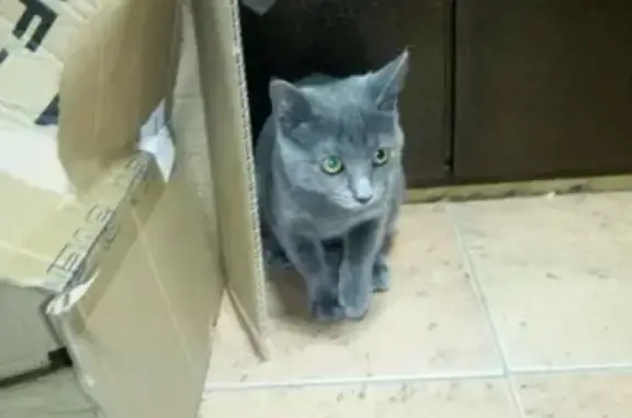 Найдена кошка на бульваре Победы 50 в