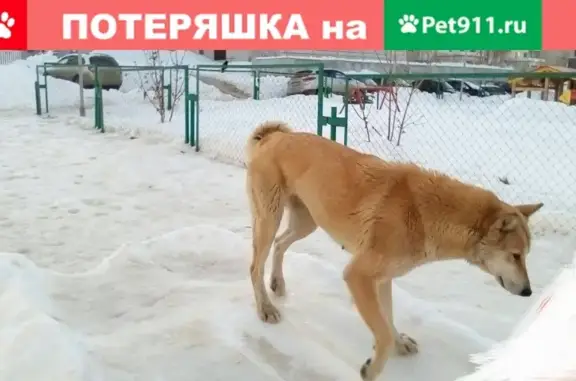 Найдена собака на бульваре Мюфке, Солнечный, Саратов.
