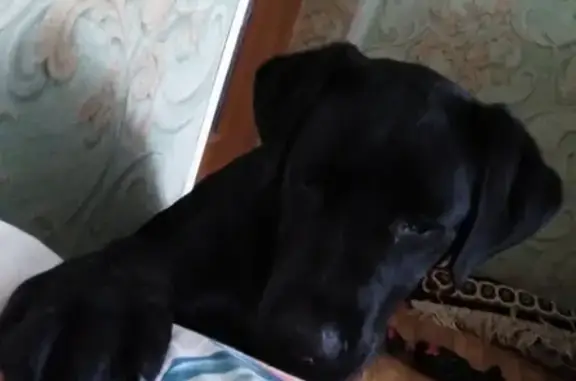 Пропала собака в Рославле: Лабрадор Джесс, 7 месяцев, чёрного окраса.