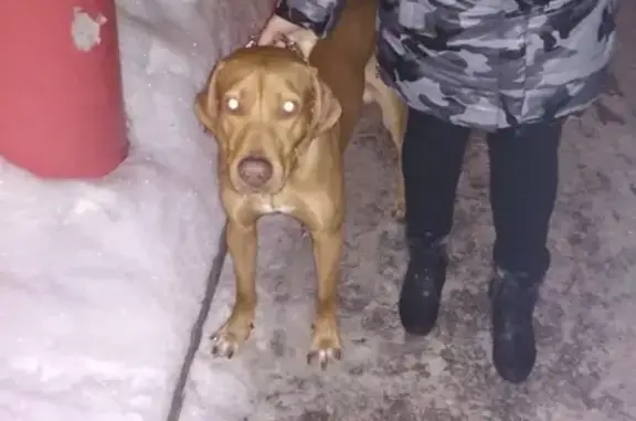 Собака риджбек в ошейнике на Тополиной, 15