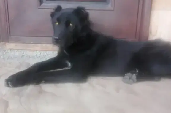 Найдена собака в Кисловодске, черный кабель с купированными ушами