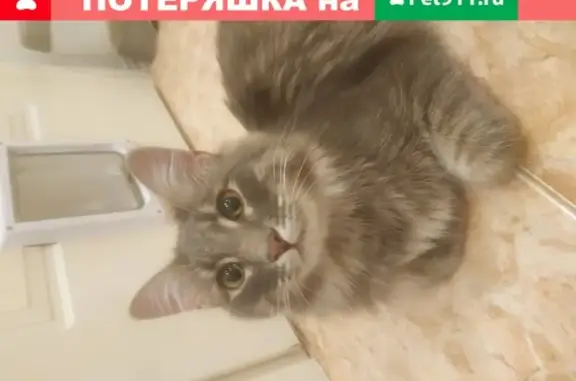 Найдена кошка возле Анадырского п-да 13