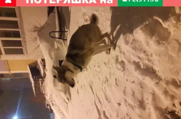 Собака найдена в Новочебоксарске, Чувашия