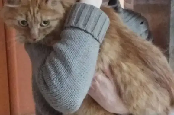 Найден красивый сибирский кот в Ростове