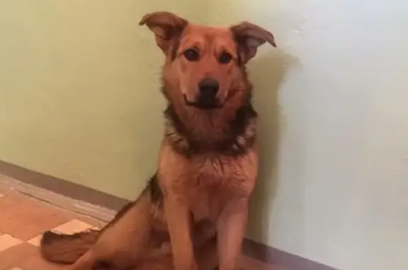 Найдена собака, Красногорск, фото: Найден кобель на ул. Ленина в Красногорске