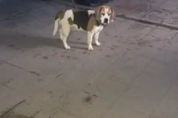 Найдена собака Бигль в пос. Нежный, Магнитогорск