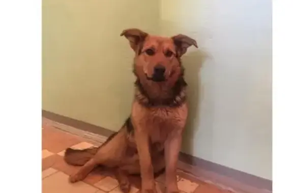 Собака найдена на ул. Ленина в Красногорске.