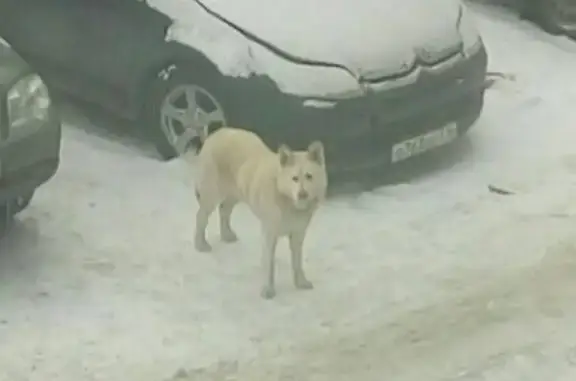 Найдена собака Кобель в Тольятти с металлическим ошейником